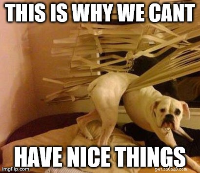 11 Dog Memes That Explain Why Pets Break Things