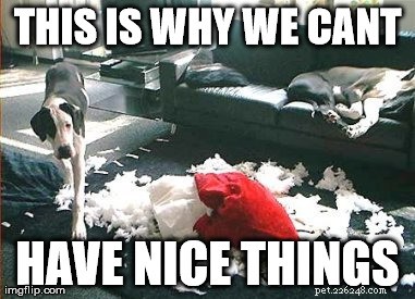 11 Dog Memes That Explain Why Pets Break Things