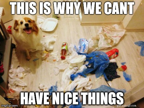 11 Dog Memes That Explain Why Pets Break Things
