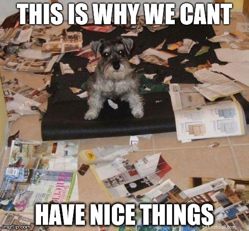 11 Dog Memes That Explain Why Pets Break Things