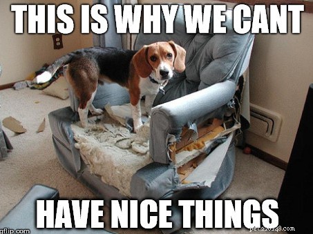11 Dog Memes That Explain Why Pets Break Things