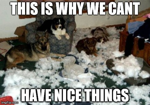11 Dog Memes That Explain Why Pets Break Things