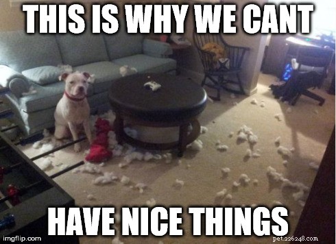 11 Dog Memes That Explain Why Pets Break Things