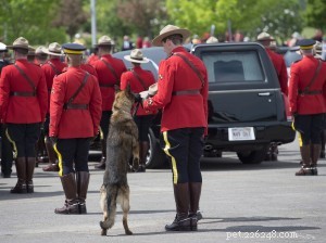 RCMP Police Dog Continues Service After Officer s Tragic Loss