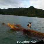Dog Rescued by Royal New Zealand Navy: Heartwarming Reunion