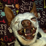 Peanut Wins 2014 World Ugliest Dog Contest – A Heartwarming Tale of Resilience