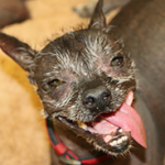 Peanut Wins 2014 World Ugliest Dog Contest – A Heartwarming Tale of Resilience
