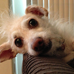 Peanut Wins 2014 World Ugliest Dog Contest – A Heartwarming Tale of Resilience