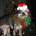 Peanut Wins 2014 World Ugliest Dog Contest – A Heartwarming Tale of Resilience