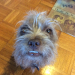Peanut Wins 2014 World Ugliest Dog Contest – A Heartwarming Tale of Resilience