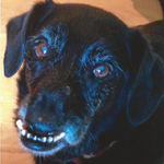 Peanut Wins 2014 World Ugliest Dog Contest – A Heartwarming Tale of Resilience