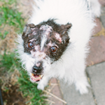 Peanut Wins 2014 World Ugliest Dog Contest – A Heartwarming Tale of Resilience