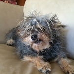 Peanut Wins 2014 World Ugliest Dog Contest – A Heartwarming Tale of Resilience