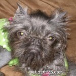 Peanut Wins 2014 World Ugliest Dog Contest – A Heartwarming Tale of Resilience