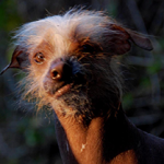 Peanut Wins 2014 World Ugliest Dog Contest – A Heartwarming Tale of Resilience