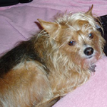 Peanut Wins 2014 World Ugliest Dog Contest – A Heartwarming Tale of Resilience