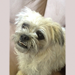 Peanut Wins 2014 World Ugliest Dog Contest – A Heartwarming Tale of Resilience