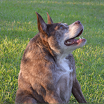 Peanut Wins 2014 World Ugliest Dog Contest – A Heartwarming Tale of Resilience