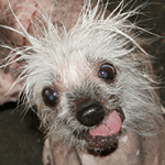 Peanut Wins 2014 World Ugliest Dog Contest – A Heartwarming Tale of Resilience
