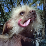 Peanut Wins 2014 World Ugliest Dog Contest – A Heartwarming Tale of Resilience