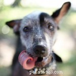 Peanut Wins 2014 World Ugliest Dog Contest – A Heartwarming Tale of Resilience