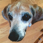 Peanut Wins 2014 World Ugliest Dog Contest – A Heartwarming Tale of Resilience