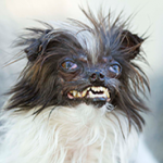 Peanut Wins 2014 World Ugliest Dog Contest – A Heartwarming Tale of Resilience