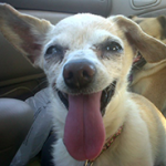 Peanut Wins 2014 World Ugliest Dog Contest – A Heartwarming Tale of Resilience