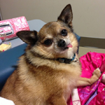 Peanut Wins 2014 World Ugliest Dog Contest – A Heartwarming Tale of Resilience