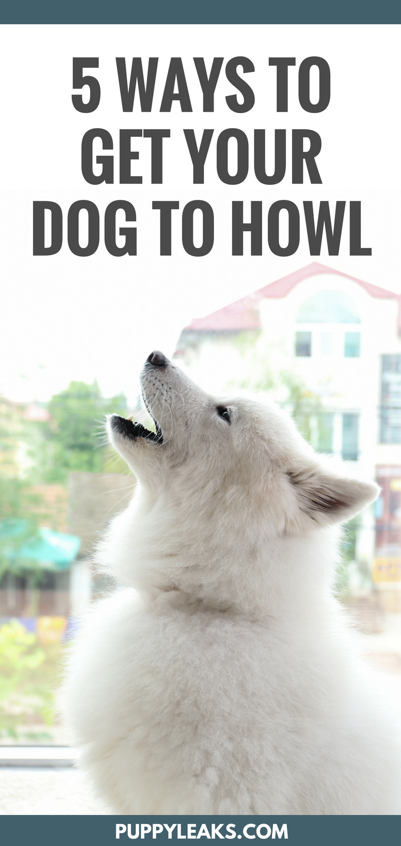 How to Encourage Your Dog to Howl: 5 Proven Techniques