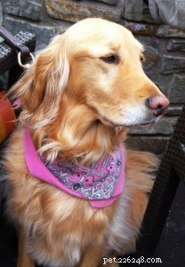 Golden Retriever Returns Home After 2-Year Search in Tahoe National Forest