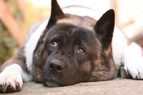 Top 10 Guard Dog Breeds for Family & Security
