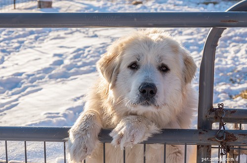 Top 10 Guard Dog Breeds for Family & Security