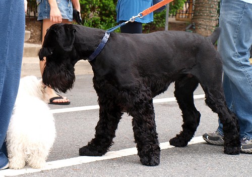 Top 10 Guard Dog Breeds for Family & Security