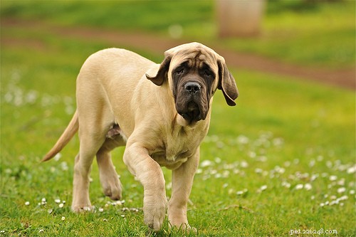 Top 10 Guard Dog Breeds for Family & Security