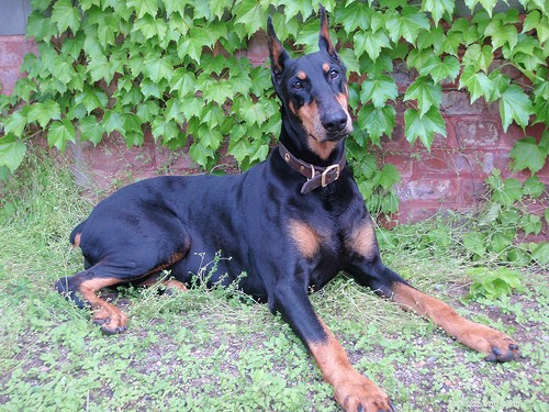 Top 10 Guard Dog Breeds for Family & Security
