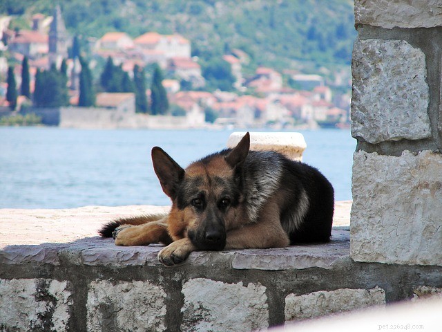 Top 10 Guard Dog Breeds for Family & Security