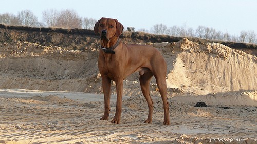 Top 10 Guard Dog Breeds for Family & Security