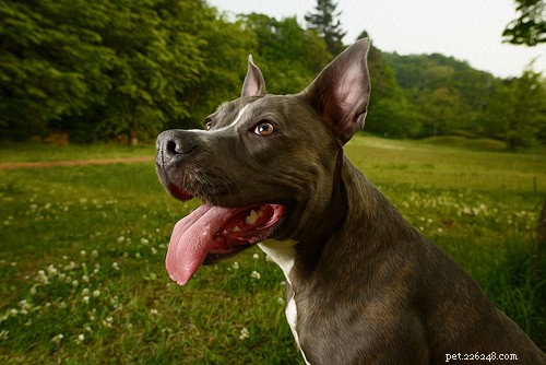 Top 10 Guard Dog Breeds for Family & Security