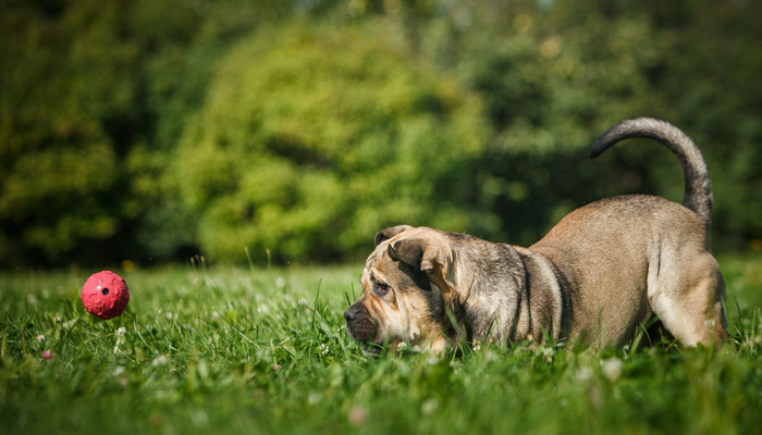 Stop Puppy Biting: 3 Proven, Easy Techniques for Calm Training