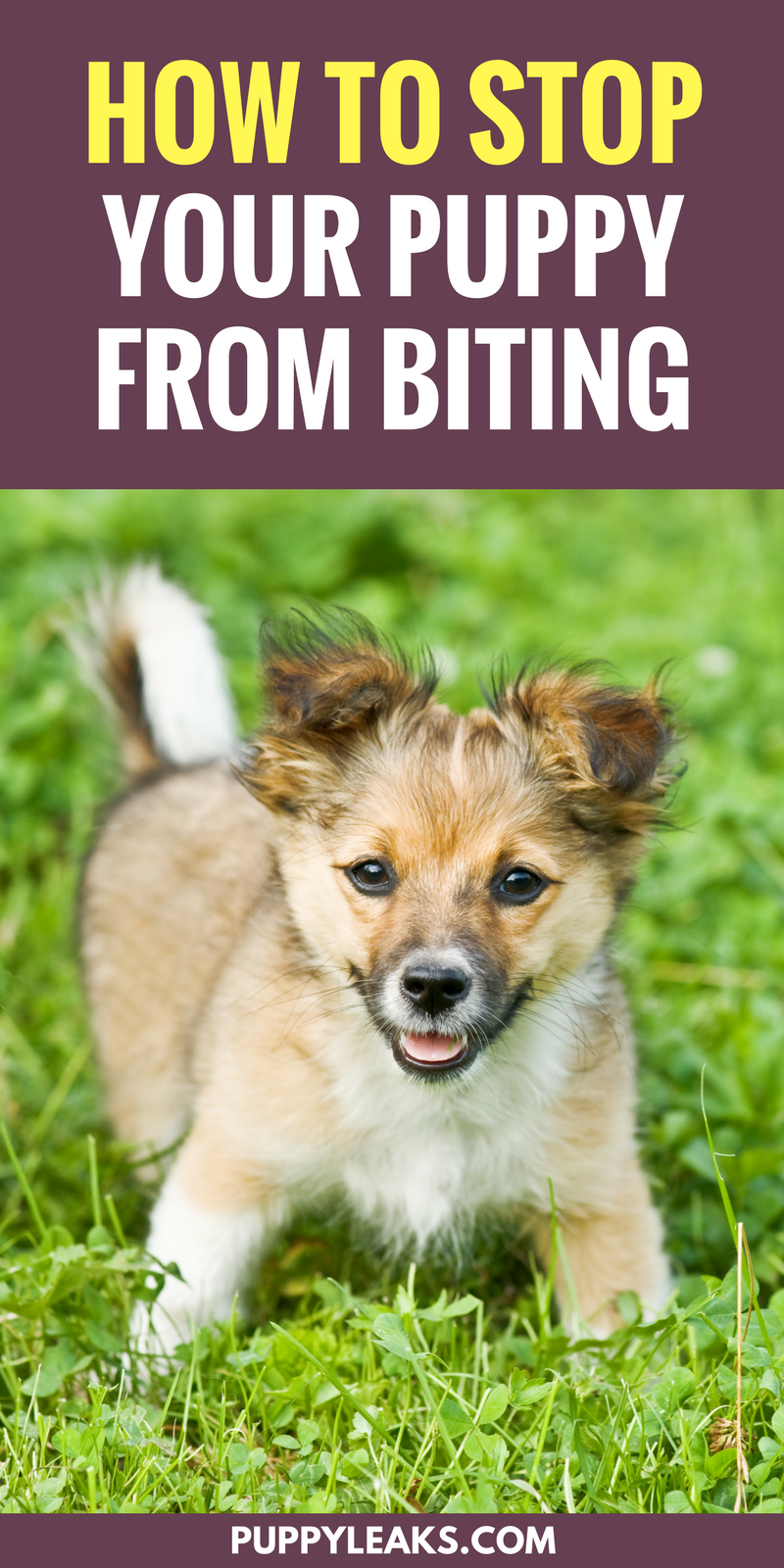 Stop Puppy Biting: 3 Proven, Easy Techniques for Calm Training