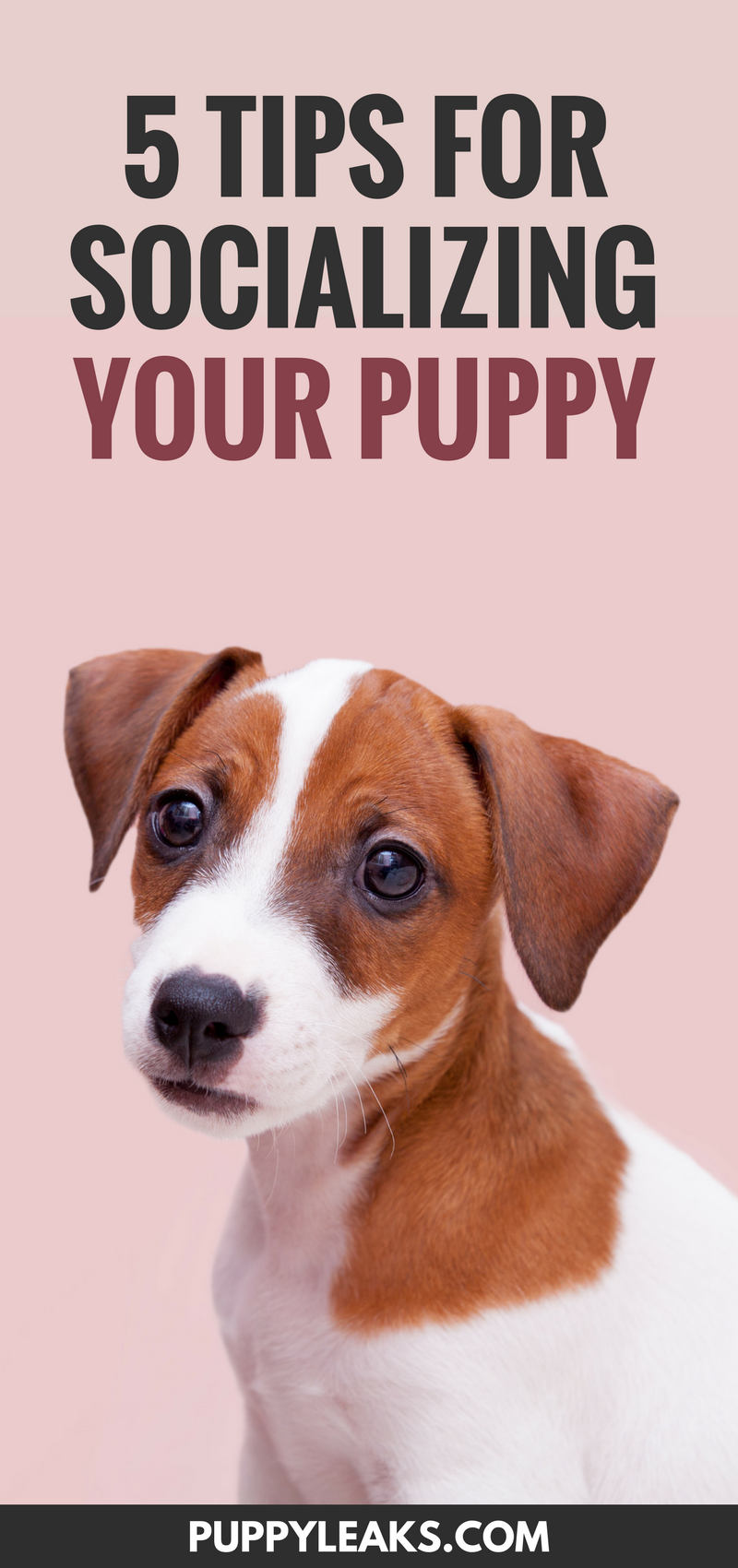 5 Expert Tips to Socialize Your Puppy Successfully