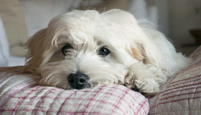 30 Fascinating Insights Into the World of Dogs