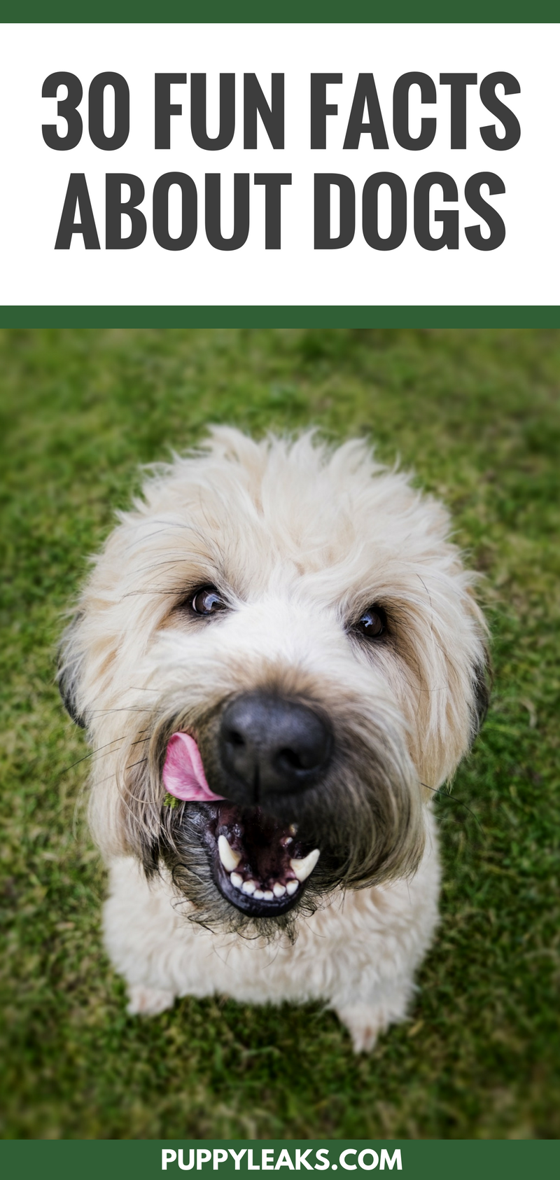 30 Fascinating Insights Into the World of Dogs