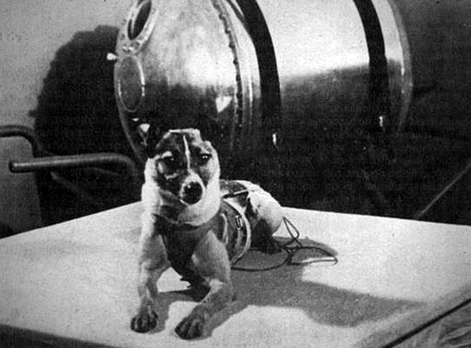 30 Fascinating Insights Into the World of Dogs