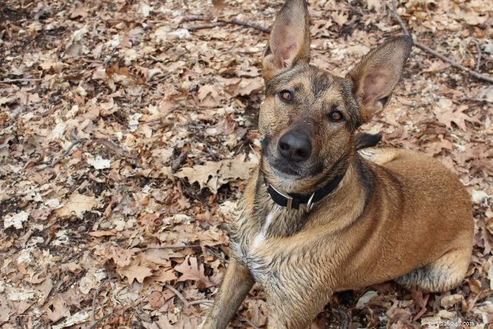 10 Proven Techniques for Stunning Dog Photography