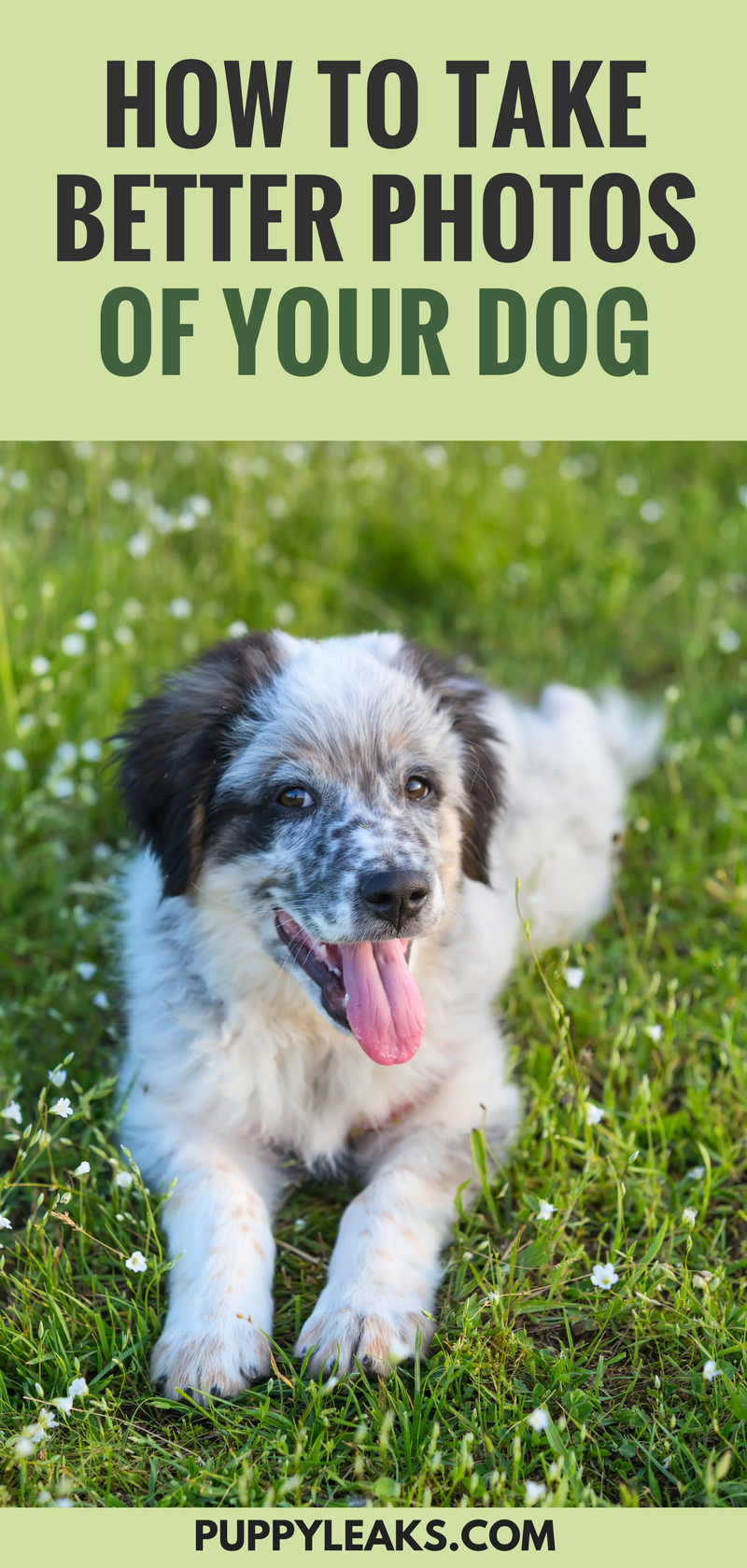 10 Proven Techniques for Stunning Dog Photography
