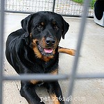 New Research Shows Dogs Can Find Kennels Exciting