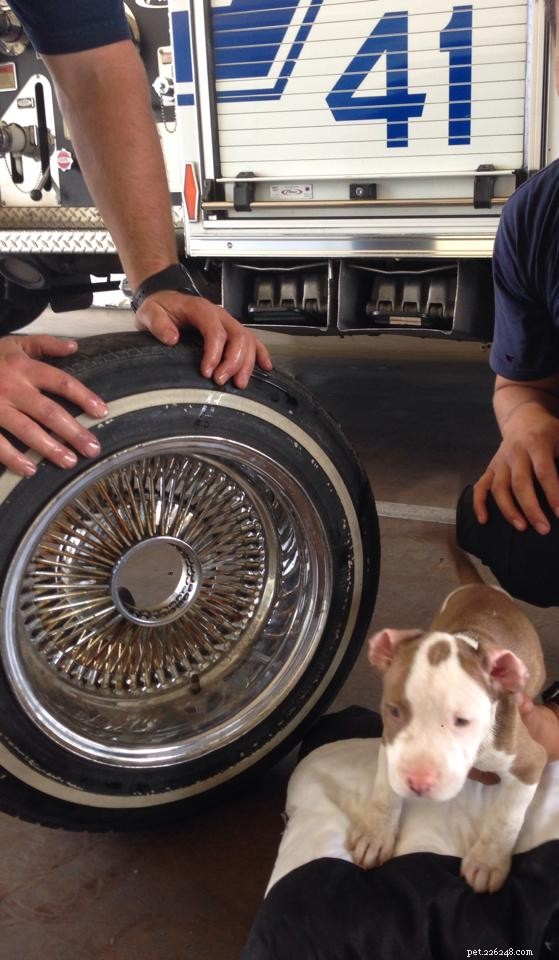 Bakersfield Puppy Rescued After Head Gets Stuck in Car Wheel