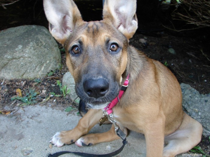 Considering a German Shepherd? Essential Tips for Owners